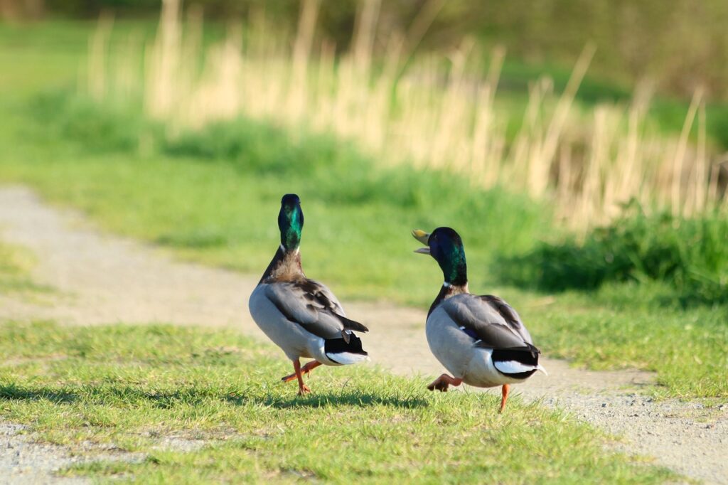 wild duck, nature, drake, bird, walk, way, conversation, witty